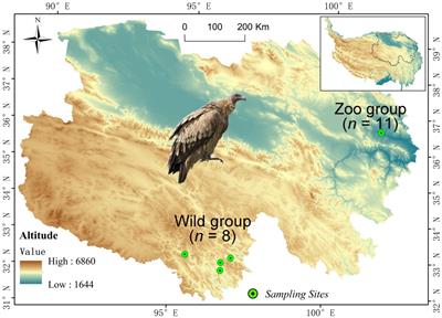 Metagenomic comparison of gut communities between wild and captive Himalayan griffons